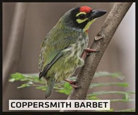 Coppersmith Barbet